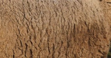 Üzüm bağlarında otlayan yerli koyunlar (merinos d Arles), Occitanie, Fransa