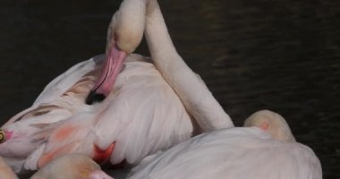 Büyük Flamingolar, Phoenicopterus gülü, Pont De Gau, Camargue, Fransa
