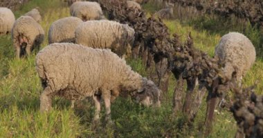 Yerli koyunlar (merinos d Arles), üzüm bağlarında otlarlar, Occitanie, Fransa