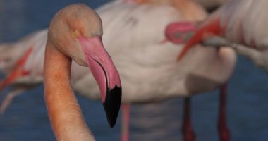 Büyük Flamingolar, Phoenicopterus gülü, Pont De Gau, Camargue, Fransa