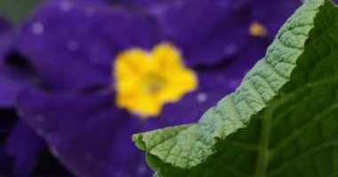 Primula, Primulaceae ailesinin Ornemental çiçekleri.