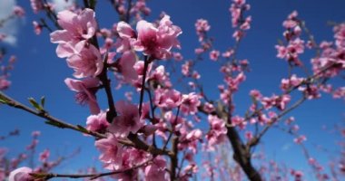 Bahar mevsiminde açan şeftali ağaçları, Provence, Güney Fransa
