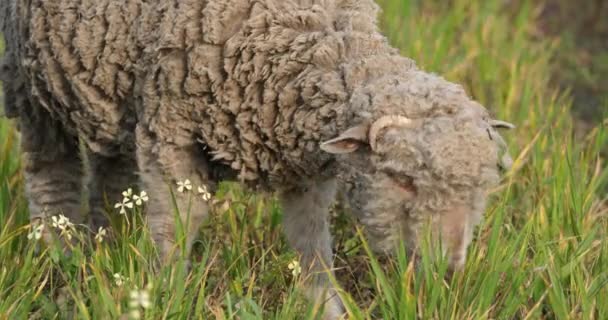 国内绵羊 Merinos Arles 在葡萄园里放牧 法国埃米蒂尼 — 图库视频影像