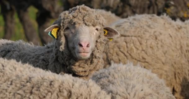 Ovejas Domésticas Merinos Arles Pastoreo Los Viñedos Occitanie Francia — Vídeos de Stock