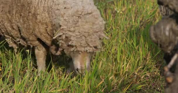 国内の羊 Merinos Arles ブドウ畑での放牧 オクシタニー フランス — ストック動画