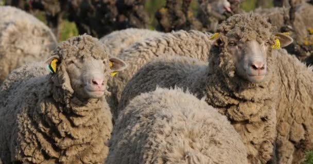 国内绵羊 Merinos Arles 在葡萄园里放牧 法国埃米蒂尼 — 图库视频影像