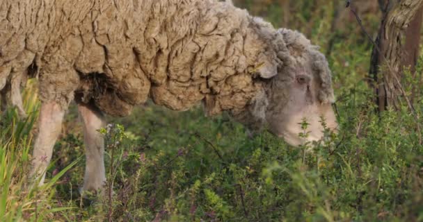 Pecore Domestiche Merinos Arles Pascolo Nei Vigneti Occitanie Francia — Video Stock