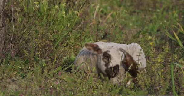 国内羊羊 Merinos Arles 在法国埃里塔尼葡萄园放牧 — 图库视频影像