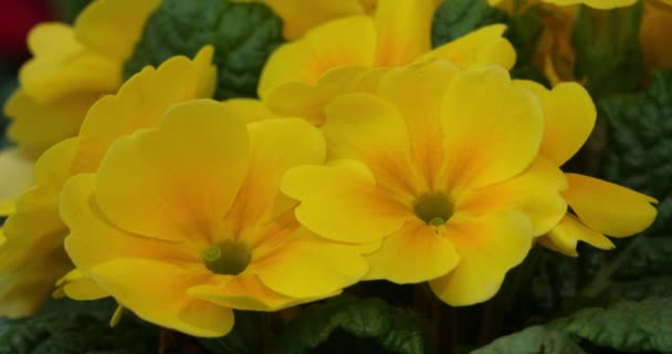 Primeln Zierblumen Aus Der Familie Der Primulaceae — Stockvideo