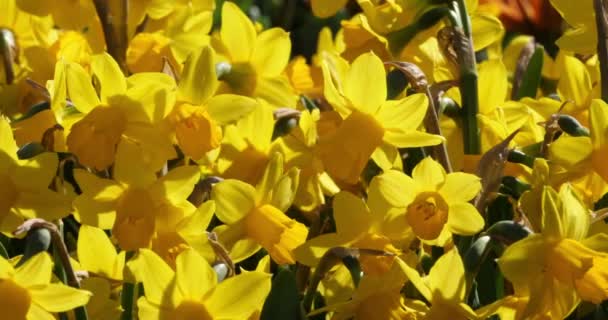 Narciso Vários Nomes Comuns Incluem Daffodil Narciso Jonquil — Vídeo de Stock