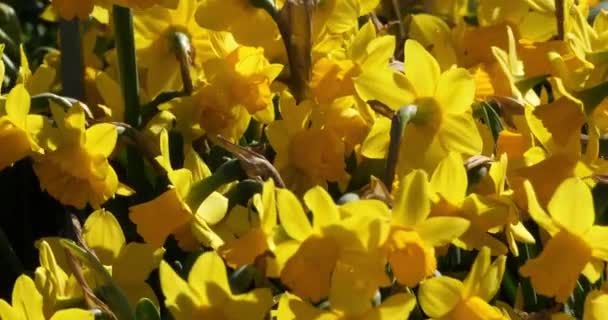 Narciso Vários Nomes Comuns Incluem Daffodil Narciso Jonquil — Vídeo de Stock