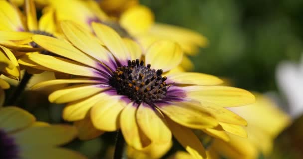 Dimorphotheca Género Botânico Pertencente Família Asteraceae — Vídeo de Stock