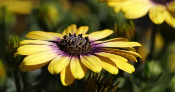 Dimorphotheca Genere Piante Della Famiglia Dei Girasoli — Video Stock