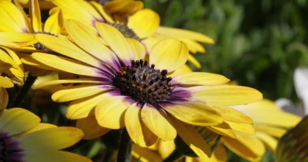 Dimorphotheca Género Botânico Pertencente Família Asteraceae — Vídeo de Stock