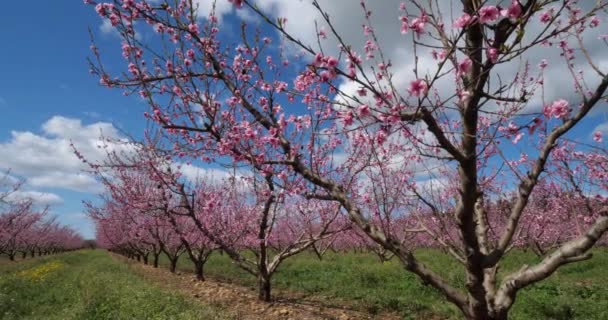 Broskvoně Kvetoucí Během Jarní Sezóny Provence Jižní Francie — Stock video
