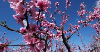 Bahar mevsiminde açan şeftali ağaçları, Provence, Güney Fransa