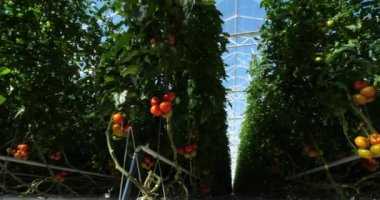 Hidrofonik kültürü. Güney Fransa 'da yeşil evlerin altında büyüyen domatesler.