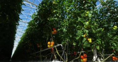 Hidrofonik kültürü. Güney Fransa 'da yeşil evlerin altında büyüyen domatesler.