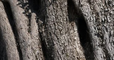 Güney Fransa 'da bin yıllık bir zeytin ağacının kabuğuna yakın dur.