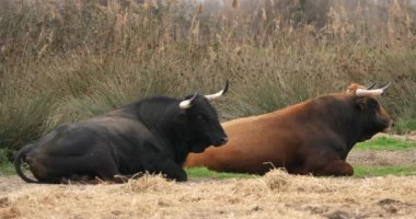 İspanya savaş boğaları, Camargue, Fransa