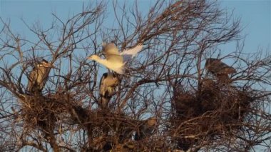 Balıkçılıkta küçük bir balıkçıl, Camargue, Fransa