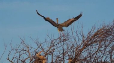 Gri balıkçıl, Ardea Cinerea, Camargue, Fransa