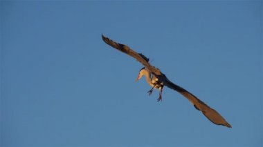 Gri balıkçıl, Ardea Cinerea, Camargue, Fransa