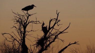 Gri balıkçıl, Ardea Cinerea, Camargue, Fransa