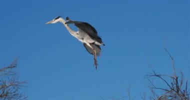 Gri balıkçıl, Ardea Cinerea, Camargue, Fransa