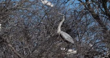 Gri balıkçıl, Ardea Cinerea, Camargue, Fransa