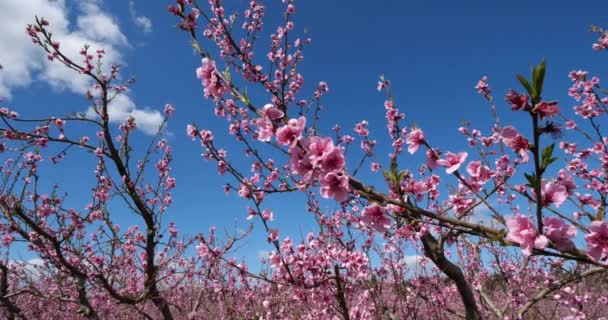 Perzik Bomen Bloeien Het Voorjaar Provence Zuid Frankrijk — Stockvideo