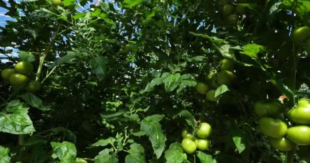 Cultivo Hidropónico Tomates Que Crecen Bajo Casas Verdes Sur Francia — Vídeo de stock