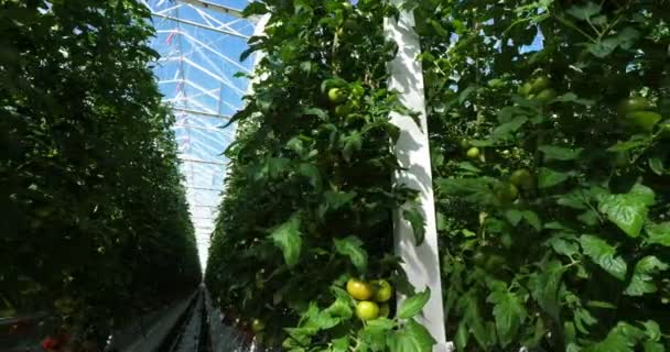 Hydroponics Culture Tomatoes Growing Green Houses Southern France — Stock Video