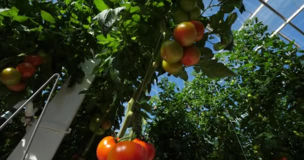Hydroponikkultur Tomaten Wachsen Unter Gewächshäusern Südfrankreich — Stockvideo