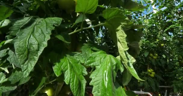 Cultivo Hidropónico Tomates Que Crecen Bajo Casas Verdes Sur Francia — Vídeo de stock