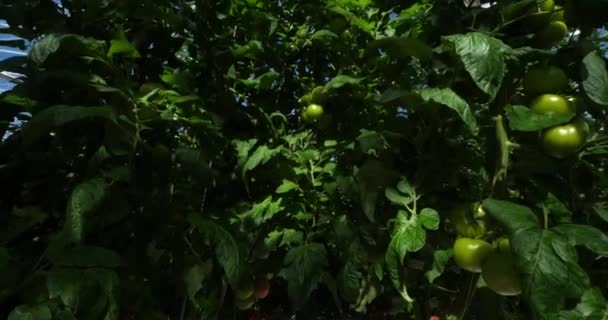 Cultura Hidropônica Tomates Que Crescem Sob Casas Verdes Sul França — Vídeo de Stock