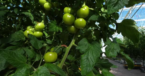 Cultivo Hidropónico Tomates Que Crecen Bajo Casas Verdes Sur Francia — Vídeo de stock