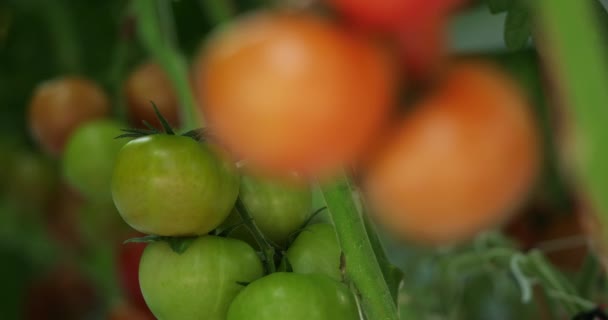 Cultivo Hidropónico Tomates Que Crecen Bajo Casas Verdes Sur Francia — Vídeo de stock