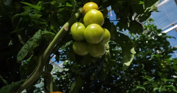 Hydroponikkultur Tomaten Wachsen Unter Gewächshäusern Südfrankreich — Stockvideo