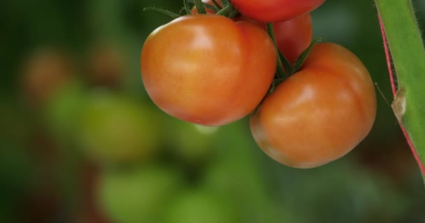 Cultivo Hidropónico Tomates Que Crecen Bajo Casas Verdes Sur Francia — Vídeo de stock