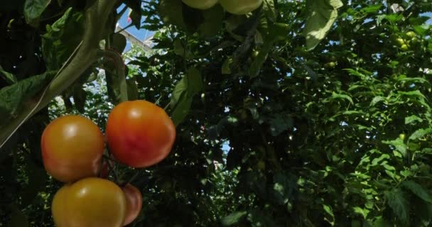 Kultura Hydroponiki Pomidory Rosnące Pod Zielonymi Domami Południowej Francji — Wideo stockowe