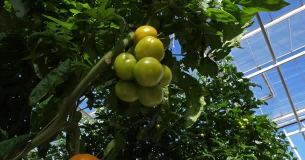 Cultivo Hidropónico Tomates Que Crecen Bajo Casas Verdes Sur Francia — Vídeos de Stock