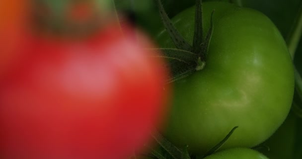 Cultivo Hidropónico Tomates Que Crecen Bajo Casas Verdes Sur Francia — Vídeo de stock