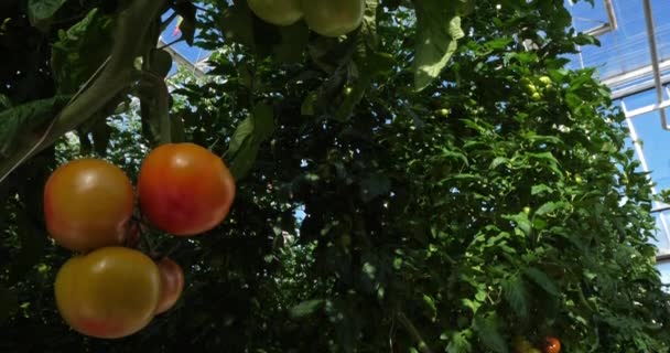 Cultura Idroponica Pomodori Che Crescono Sotto Case Verdi Nel Sud — Video Stock