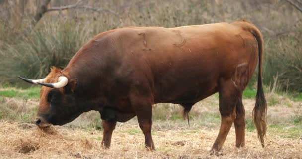 Touros Luta Espanhóis Nos Campos Camargue França — Vídeo de Stock