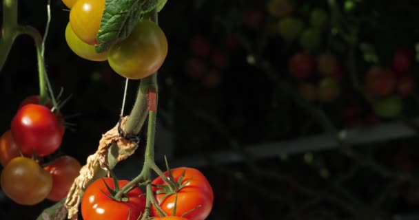 Cultivo Hidropónico Tomates Que Crecen Bajo Casas Verdes Sur Francia — Vídeo de stock