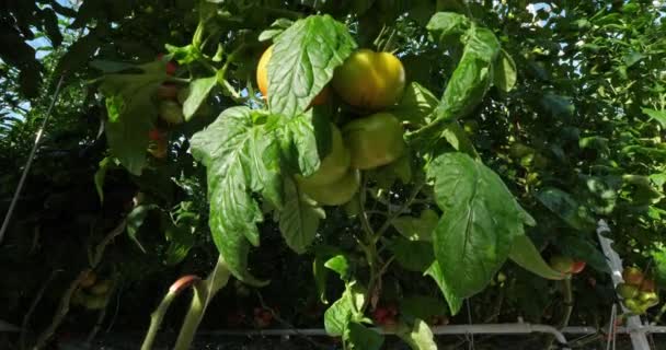 Cultivo Hidropónico Tomates Que Crecen Bajo Casas Verdes Sur Francia — Vídeo de stock