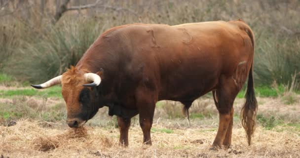 Tori Combattimento Spagnoli Nei Campi Camargue Francia — Video Stock