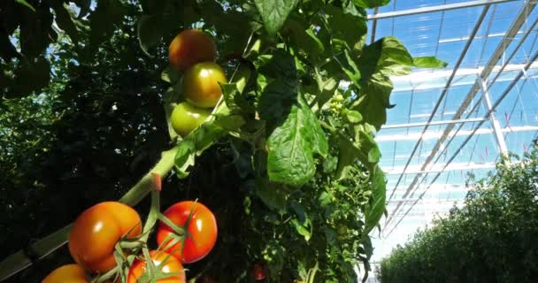 Cultivo Hidropónico Tomates Que Crecen Bajo Casas Verdes Sur Francia — Vídeo de stock