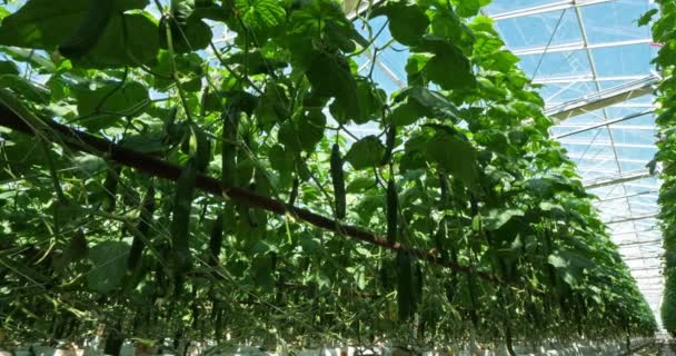 Cultivo Hidropónico Pepinos Que Crecen Bajo Casas Verdes Sur Francia — Vídeos de Stock
